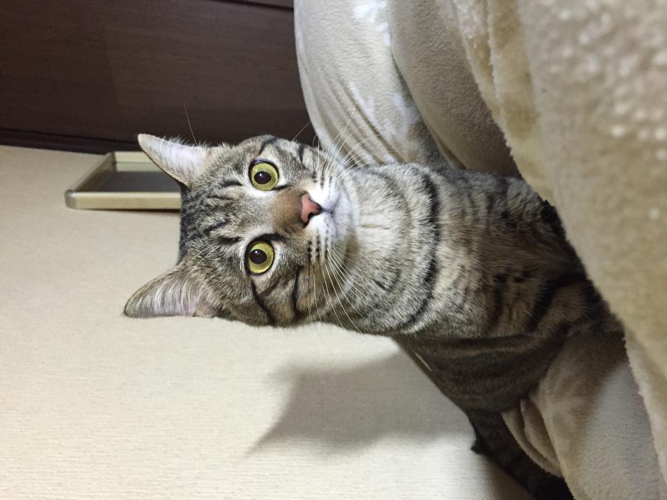 NowLoading...