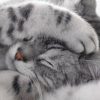 profile_image