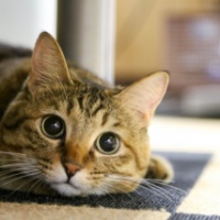 profile_image