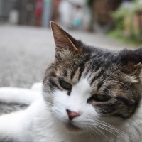 profile_image