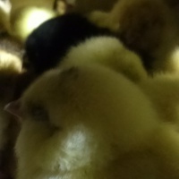 profile_image