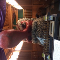 profile_image