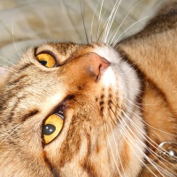 profile_image