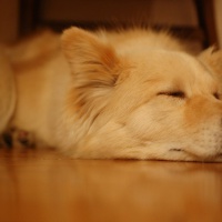 profile_image