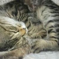 profile_image