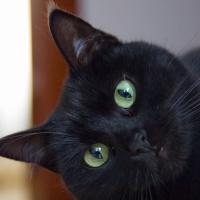 profile_image