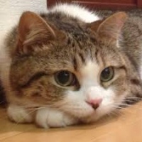profile_image