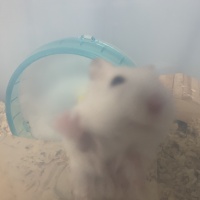 profile_image