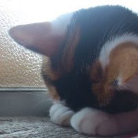 profile_image