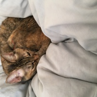 profile_image