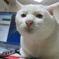 profile_image