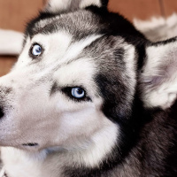 profile_image