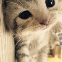 profile_image