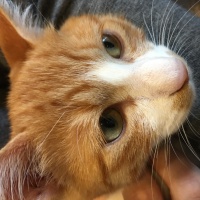 profile_image