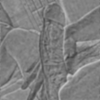 profile_image