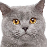 profile_image