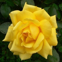 profile_image